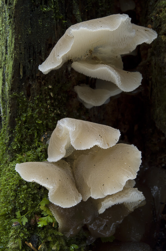 Pseudohydnum gelatinosum